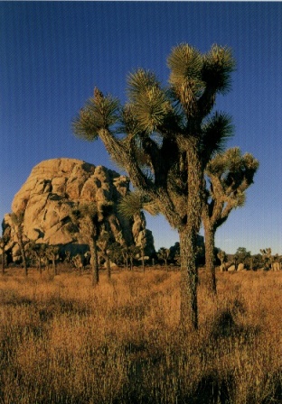 07_joshuatree