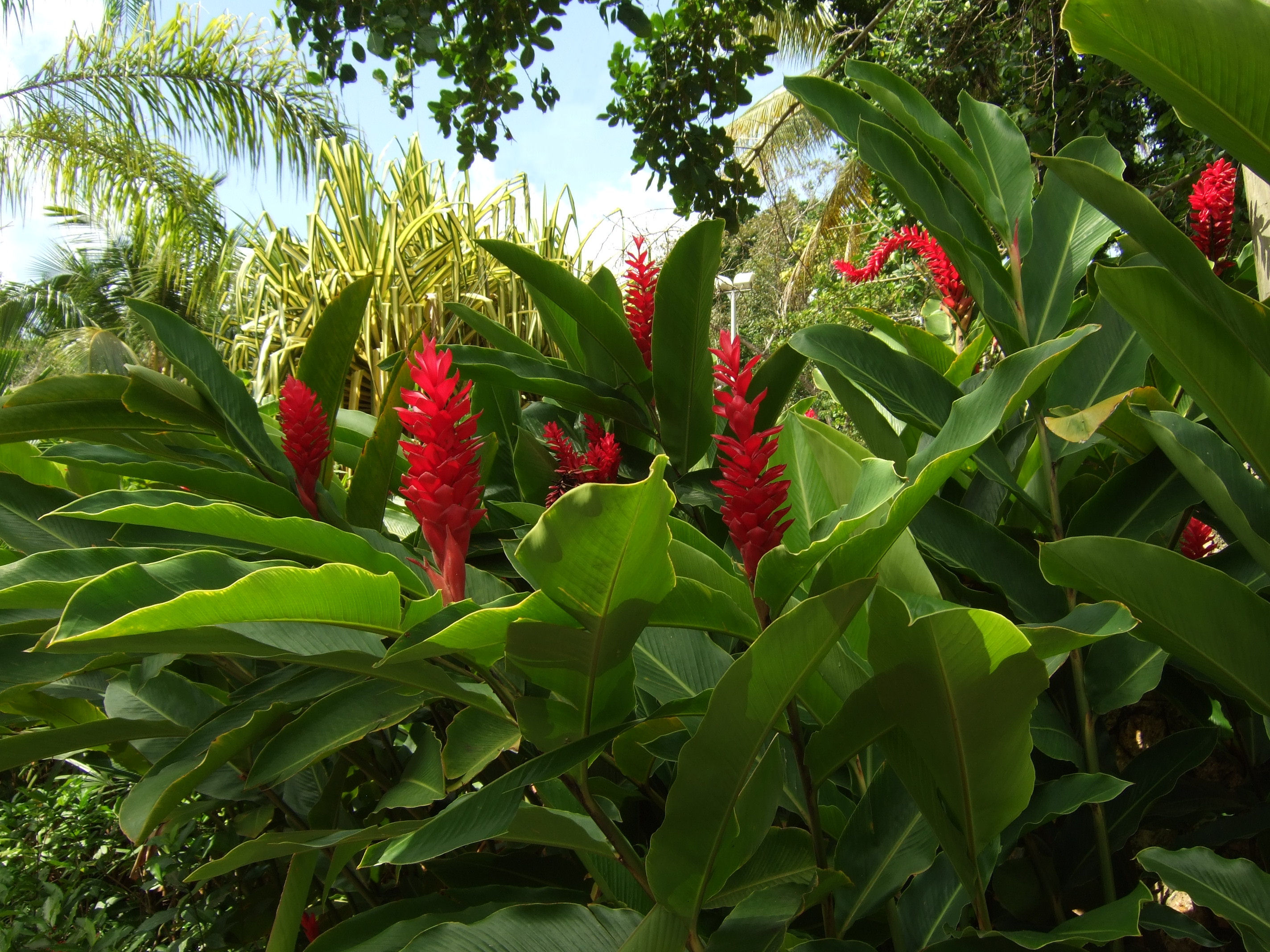 Blühende Ingwerpflanze im Dunn's River Park